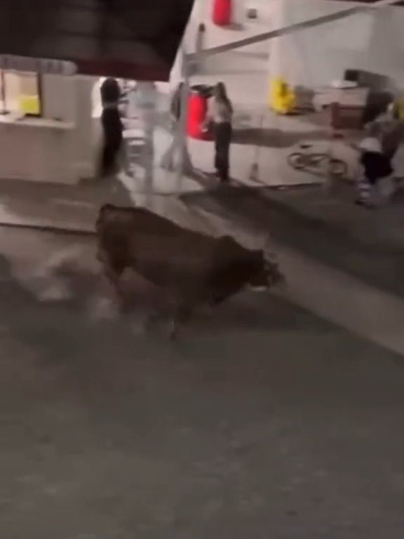 Toro impazzisce al rodeo e si tuffa nel pubblico incornando tutti: terrore e feriti