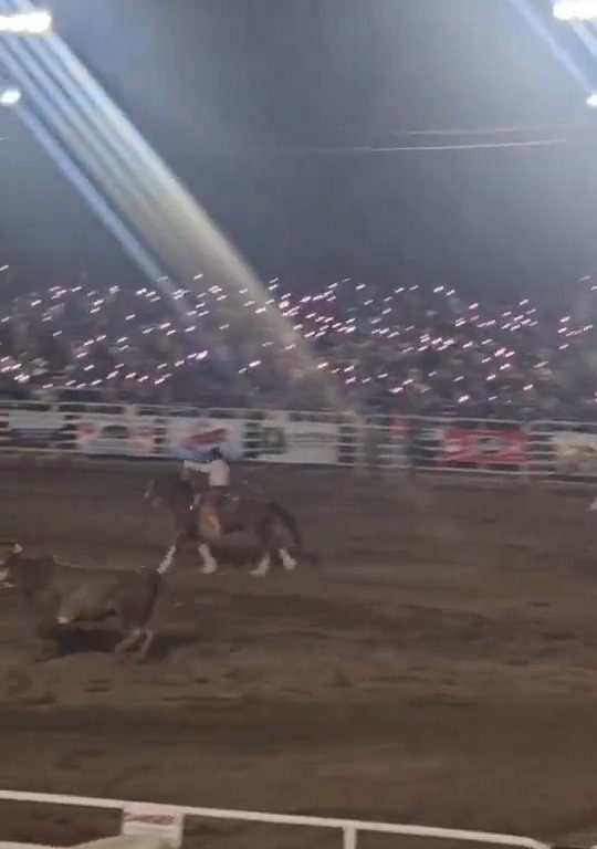 Toro dreht beim Rodeo durch und stürzt sich ins Publikum, was alle in Aufruhr versetzt: Schrecken und Verletzungen