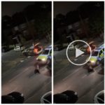 Un ternero aterrorizado deambula por la ciudad, la policía lo embiste 5 veces para detenerlo: impactante video