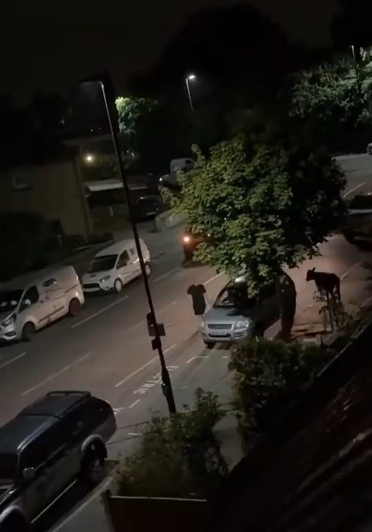 Vitello terrorizzato vaga in città, polizia lo sperona 5 volte per fermarlo: video shock