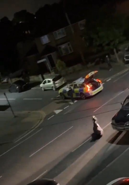 Vitello terrorizzato vaga in città, polizia lo sperona 5 volte per fermarlo: video shock