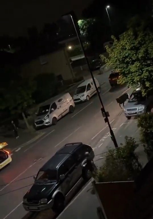 Vitello terrorizzato vaga in città, polizia lo sperona 5 volte per fermarlo: video shock