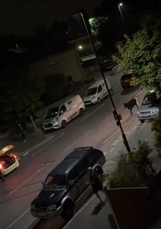 Vitello terrorizzato vaga in città, polizia lo sperona 5 volte per fermarlo: video shock