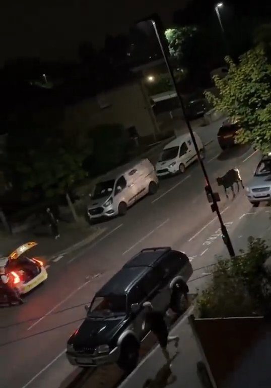 Vitello terrorizzato vaga in città, polizia lo sperona 5 volte per fermarlo: video shock