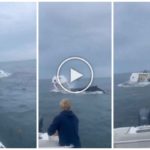 Ballena salta a un barco pesquero y lo hunde: increíble video