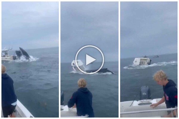 Une baleine saute sur un bateau de pêche et le coule : vidéo incroyable