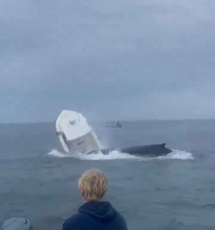 Ballena salta a un barco pesquero y lo hunde: increíble video