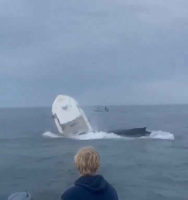 Balena salta su una barca di pescatori e la affonda: video incredibile