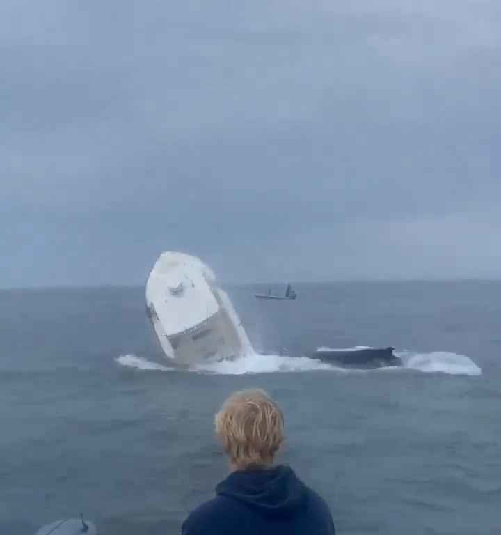 Wal springt auf ein Fischerboot und versenkt es: unglaubliches Video