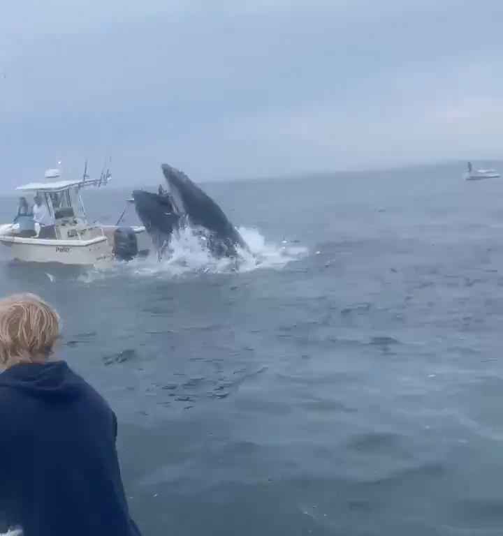 Wal springt auf ein Fischerboot und versenkt es: unglaubliches Video