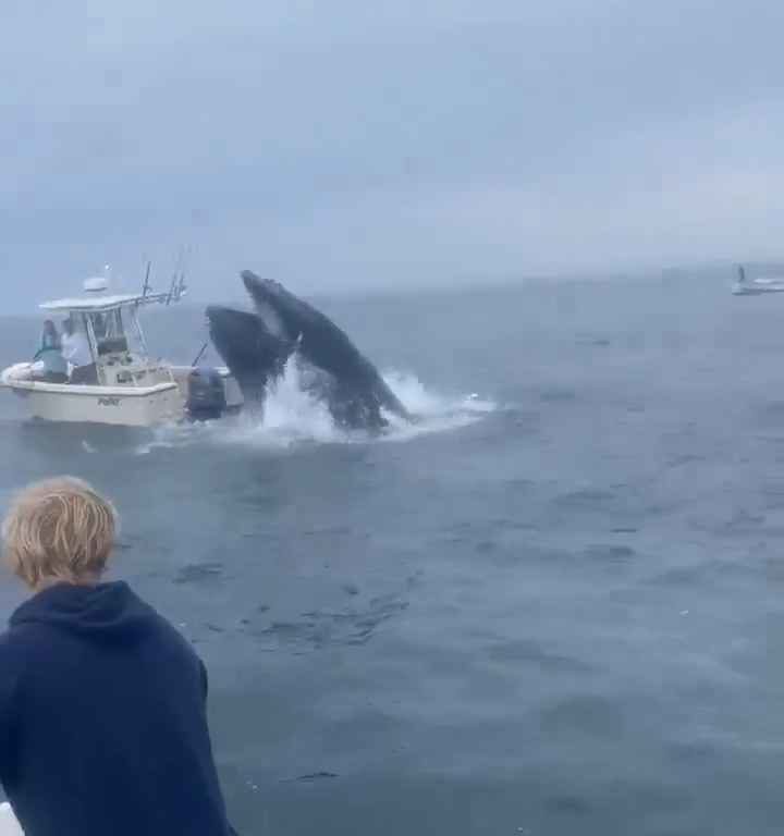 Ballena salta a un barco pesquero y lo hunde: increíble video