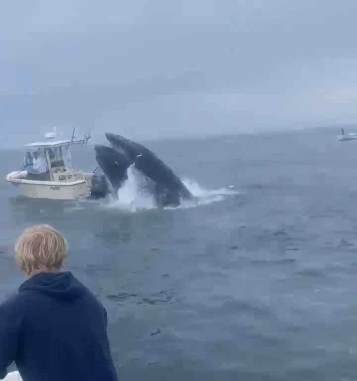 Ballena salta a un barco pesquero y lo hunde: increíble video