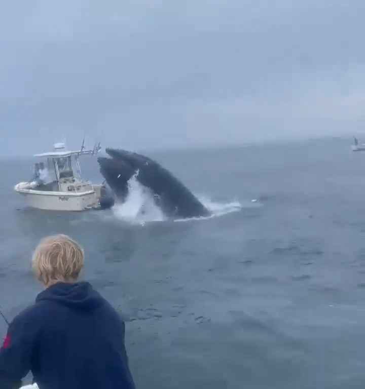 Balena salta su una barca di pescatori e la affonda: video incredibile