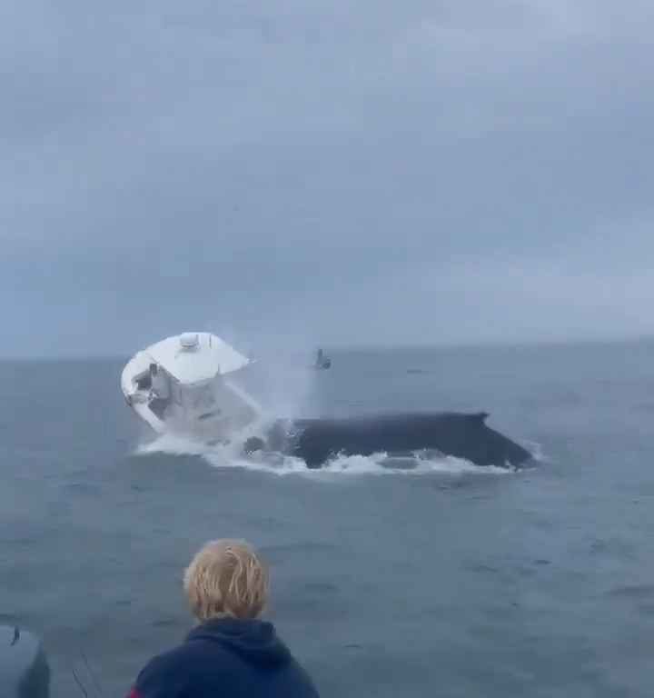 Ballena salta a un barco pesquero y lo hunde: increíble video