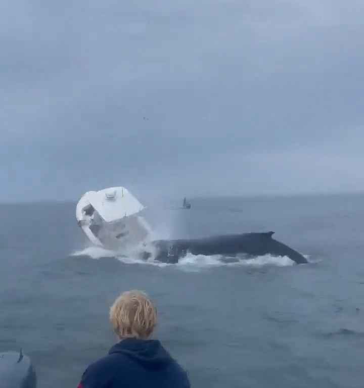 Balena salta su una barca di pescatori e la affonda: video incredibile