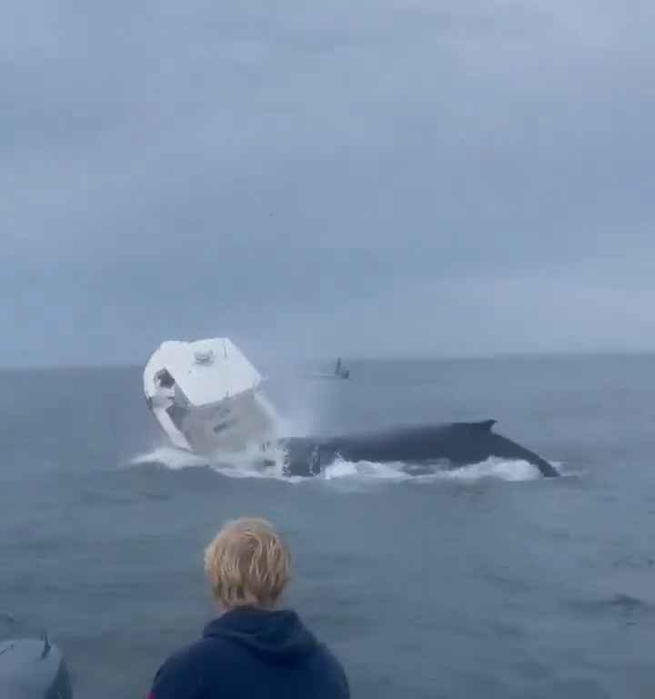 Balena salta su una barca di pescatori e la affonda: video incredibile