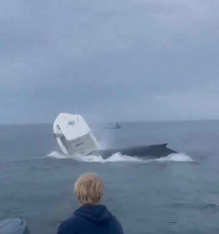 Ballena salta a un barco pesquero y lo hunde: increíble video