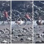 Ladrón es descubierto en la playa, turista lo masacra con sombrillas: video