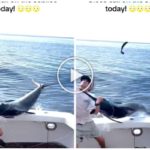 Venganza del marlin, salta al barco y casi masacra al pescador: video