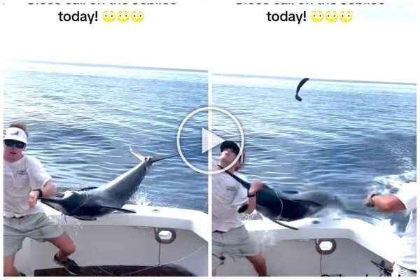 Rache des Marlins, er springt auf das Boot und schlachtet den Fischer fast ab: Video