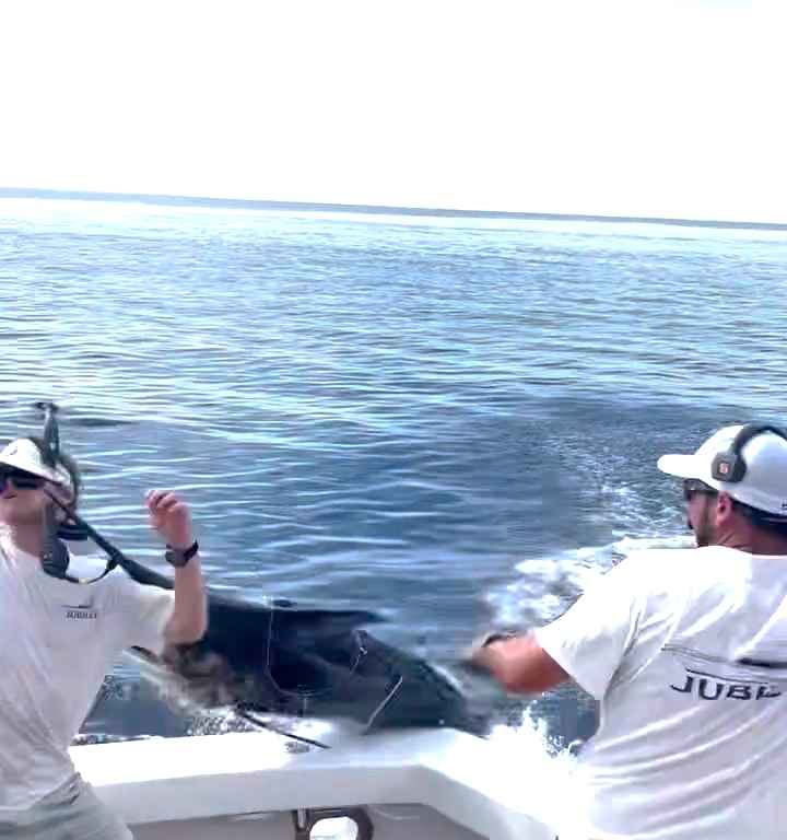 Venganza del marlin, salta al barco y casi masacra al pescador: video