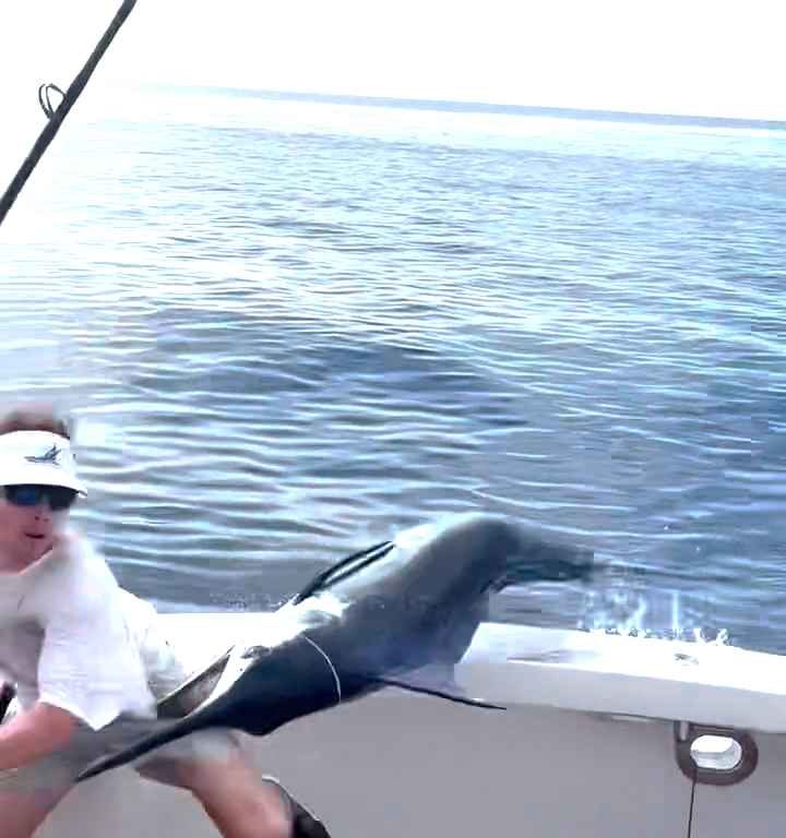 Vengeance du marlin, il saute sur le bateau et manque de massacrer le pêcheur : vidéo