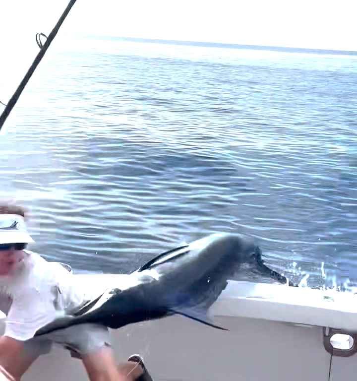 Vengeance du marlin, il saute sur le bateau et manque de massacrer le pêcheur : vidéo