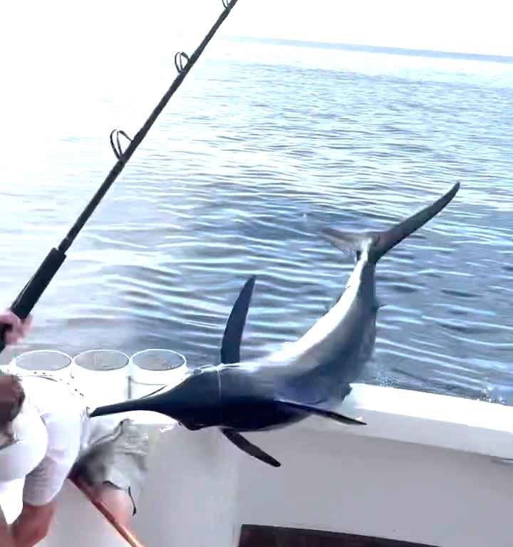 Venganza del marlin, salta al barco y casi masacra al pescador: video