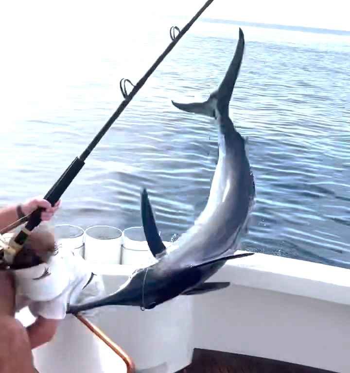 Vendetta del marlin, salta sulla barca e quasi sgozza il pescatore: video