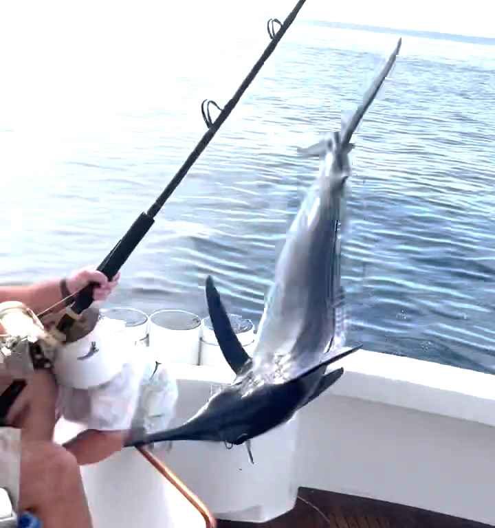 Venganza del marlin, salta al barco y casi masacra al pescador: video