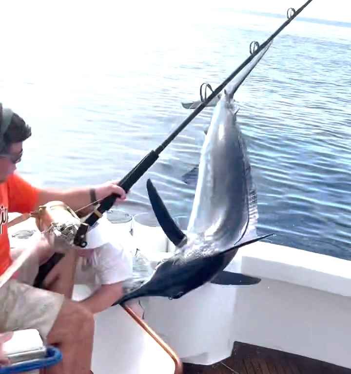 Vendetta del marlin, salta sulla barca e quasi sgozza il pescatore: video