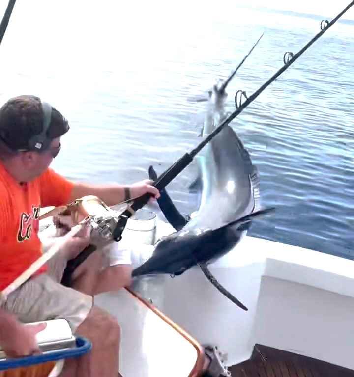 Vendetta del marlin, salta sulla barca e quasi sgozza il pescatore: video