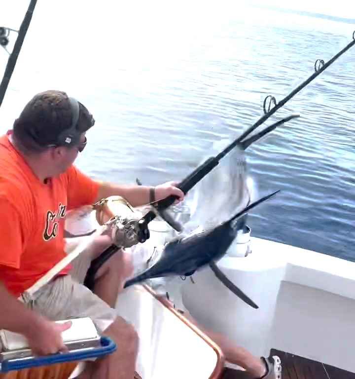 Vendetta del marlin, salta sulla barca e quasi sgozza il pescatore: video