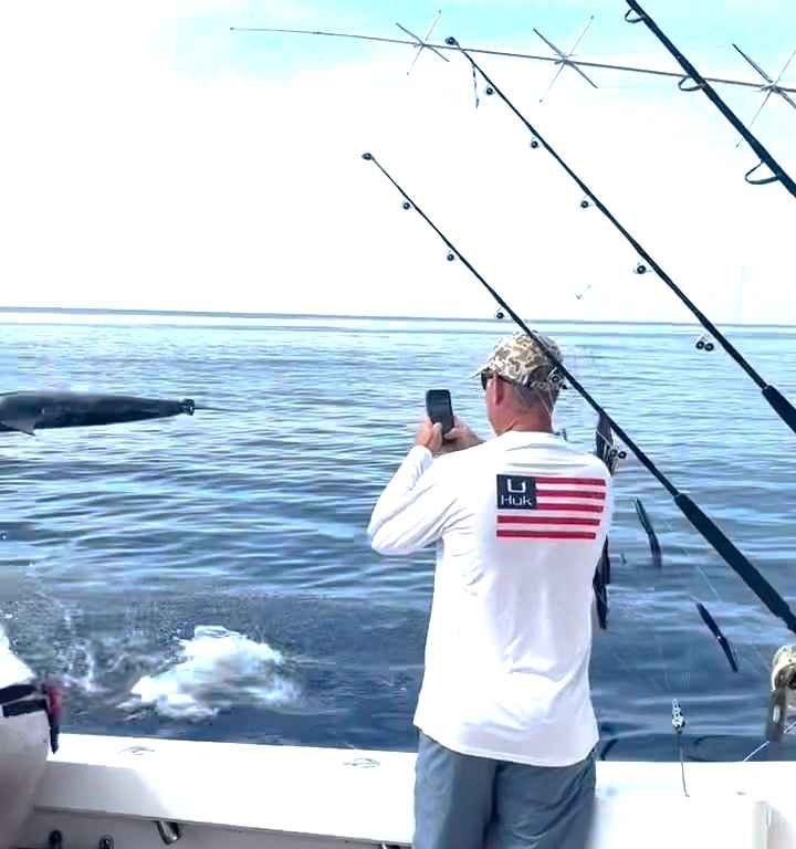 Venganza del marlin, salta al barco y casi masacra al pescador: video