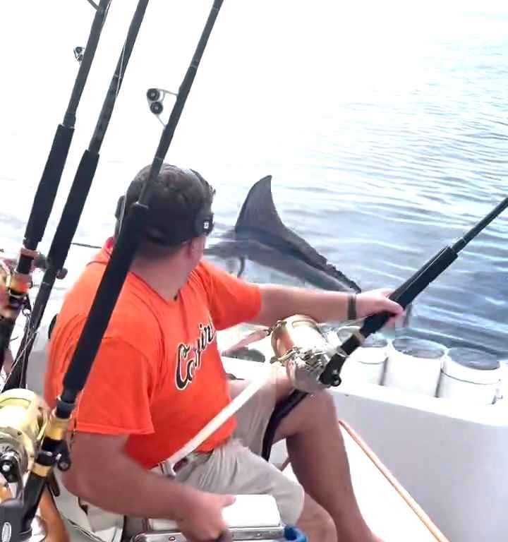 Vengeance du marlin, il saute sur le bateau et manque de massacrer le pêcheur : vidéo