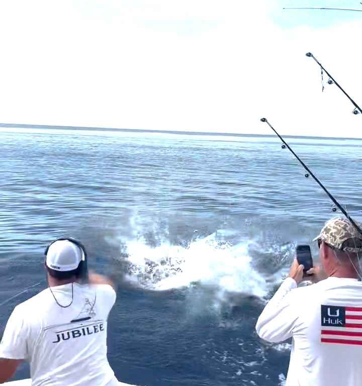 Vendetta del marlin, salta sulla barca e quasi sgozza il pescatore: video