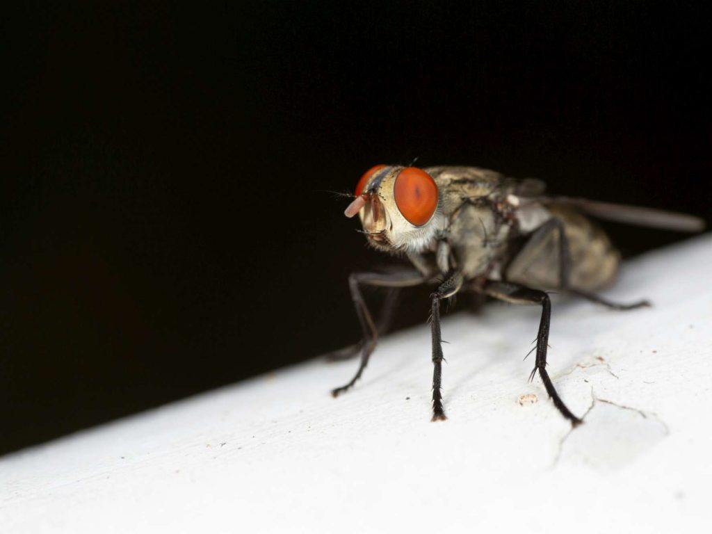 Si schiaccia mosca in faccia e perde bulbo oculare: l'incredibile storia