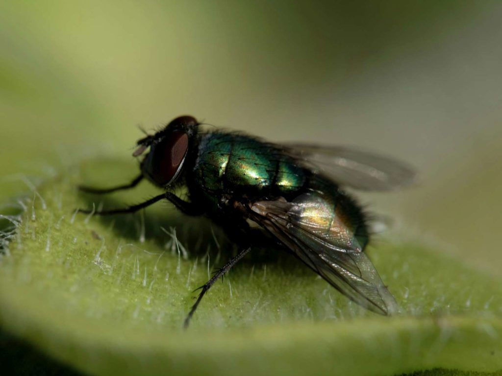 Aplasta una mosca en la cara y pierde el globo ocular: la increíble historia