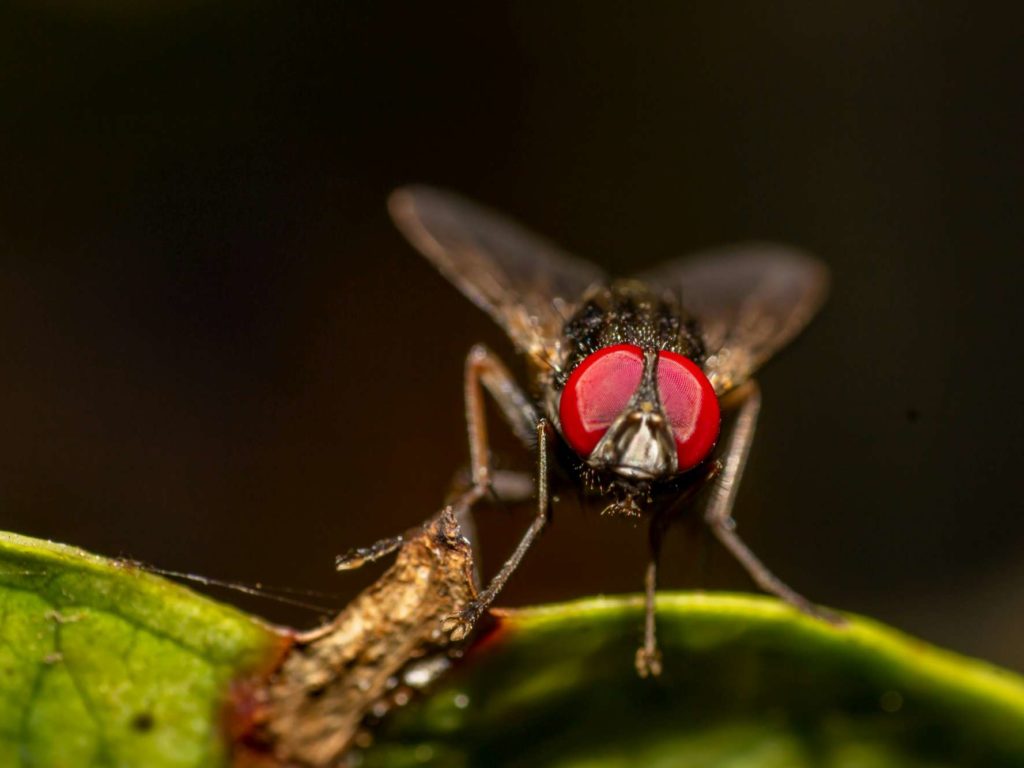 Si schiaccia mosca in faccia e perde bulbo oculare: l'incredibile storia