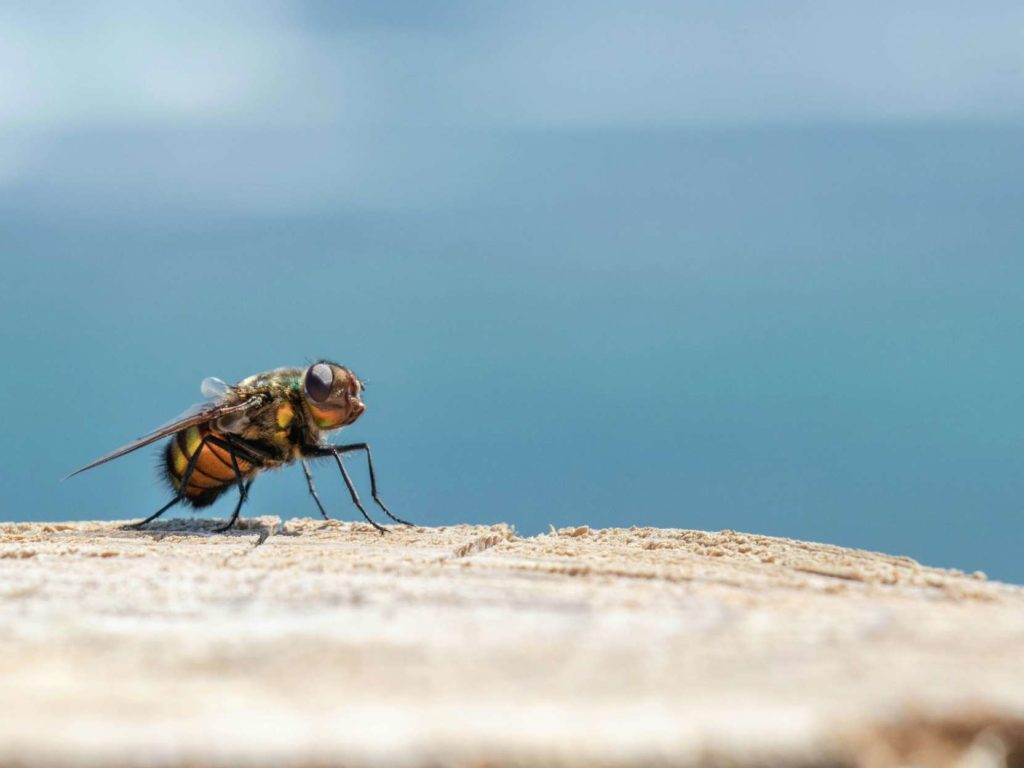 Er schlägt einer Fliege ins Gesicht und verliert seinen Augapfel: die unglaubliche Geschichte