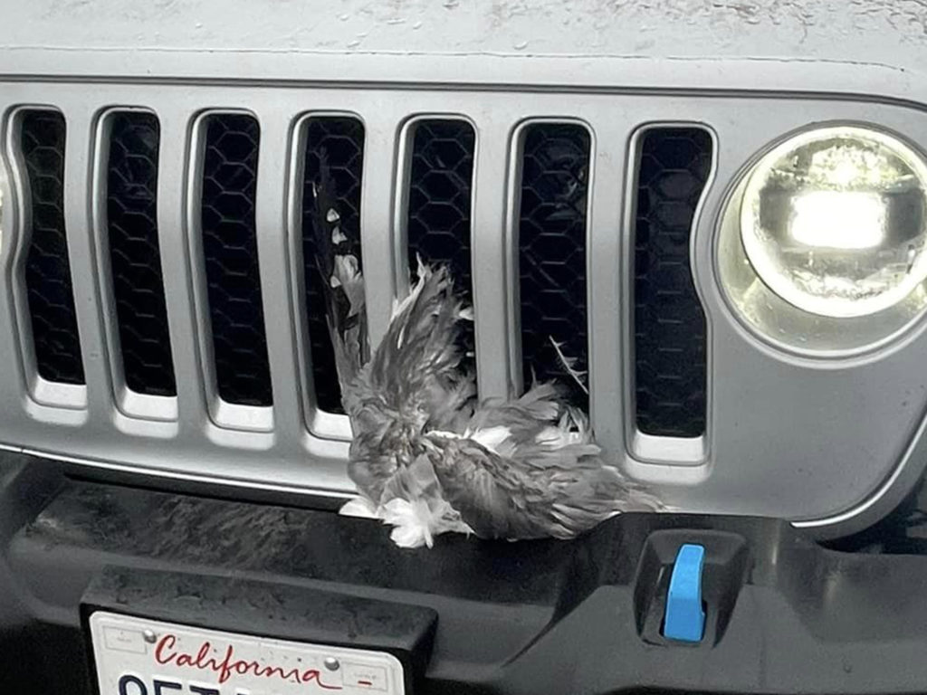 Coche en la playa masacra bandada de gaviotas, escena de terror filmada por nadadores