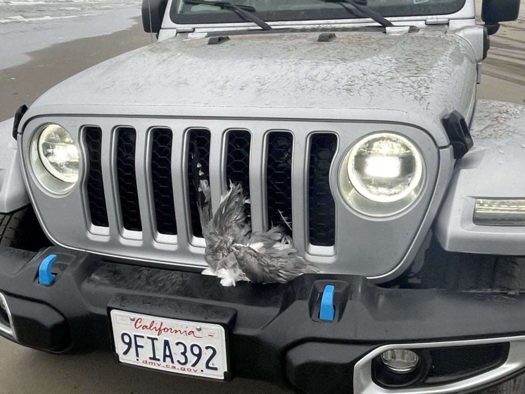 Coche en la playa masacra bandada de gaviotas, escena de terror filmada por nadadores