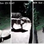 Paire de chiens contre deux lions, les lionceaux gagnent et les font fuir : vidéo