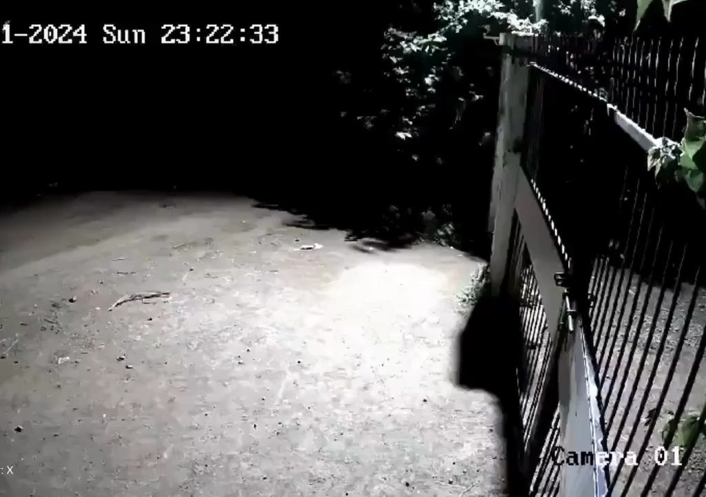 Ein Hundepaar gegen zwei Löwen, die Jungen siegen und verscheuchen sie: Video