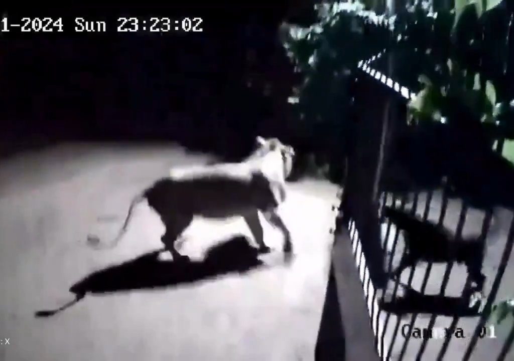 Paire de chiens contre deux lions, les lionceaux gagnent et les font fuir : vidéo