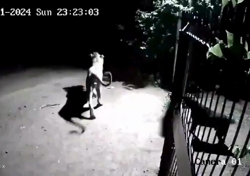 Ein Hundepaar gegen zwei Löwen, die Jungen siegen und verscheuchen sie: Video