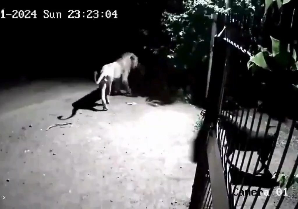 Pareja de perros contra dos leones, los cachorros ganan y los ahuyentan: video