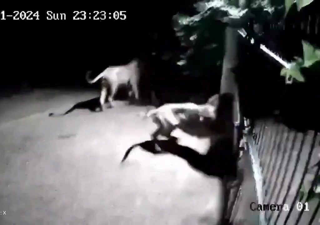 Ein Hundepaar gegen zwei Löwen, die Jungen siegen und verscheuchen sie: Video