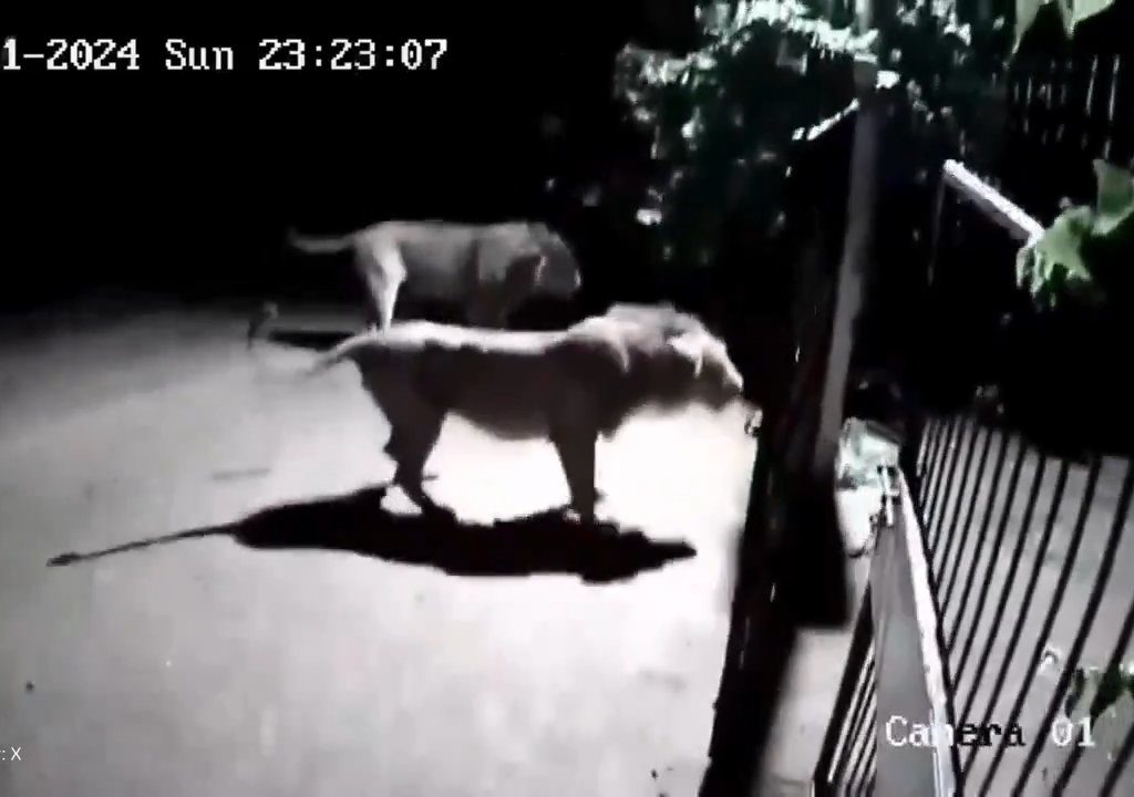 Paire de chiens contre deux lions, les lionceaux gagnent et les font fuir : vidéo