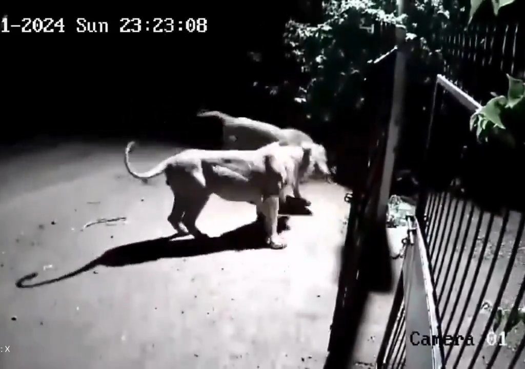 Paire de chiens contre deux lions, les lionceaux gagnent et les font fuir : vidéo